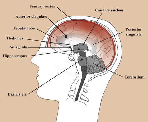 The Anterior Cingulate Cortex